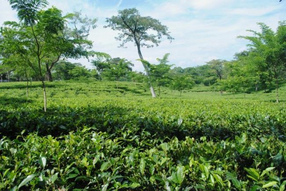 Jiten lays Foundation stone of tea processing unit Jiten lays Foundation stone of tea processing unit